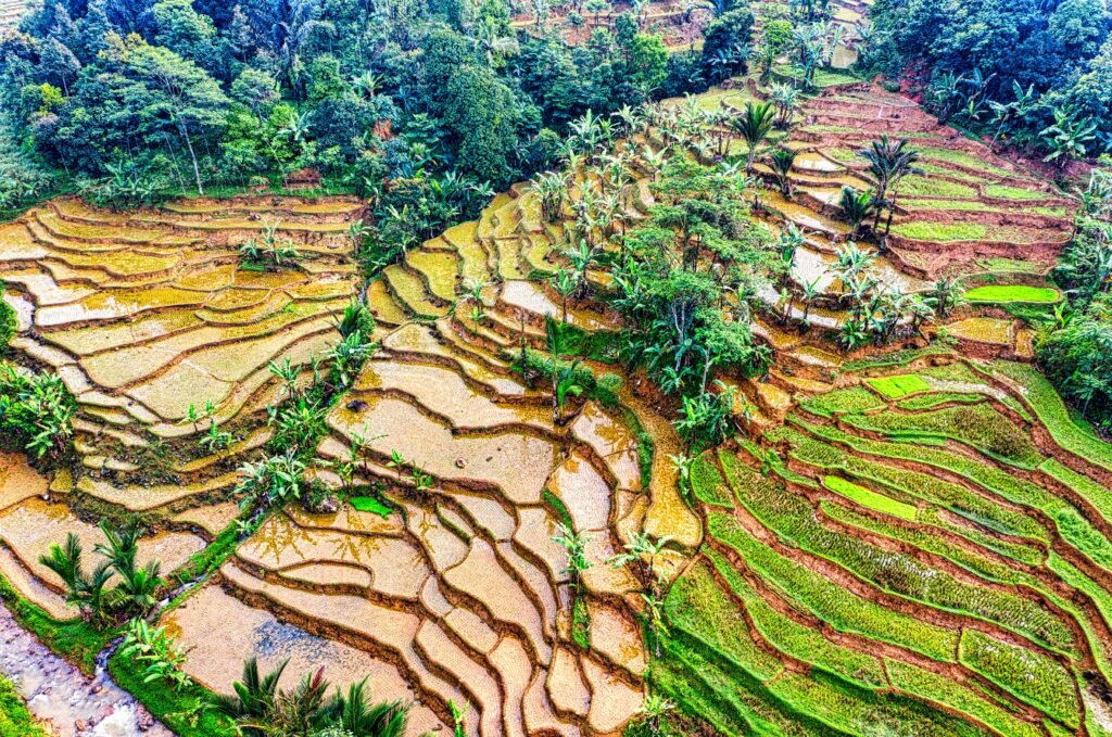 image-bali-rice-terraxt: Lush green rice terraces in Ubud, Bali during September